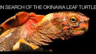 Turtle Conservancy - In Search of the Okinawa Leaf Turtle 2009