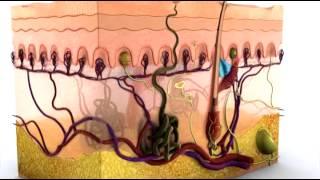 Anatomy of the Skin - 3D Medical Animation || ABP ©