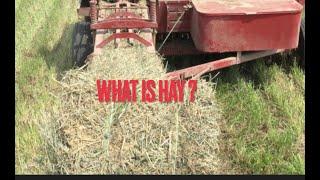 What is Hay, and how's it made?