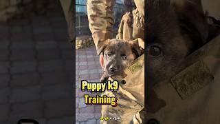 Dog training belgian malinois #dog #germanshepherd #k9 #malinois #dogtraining