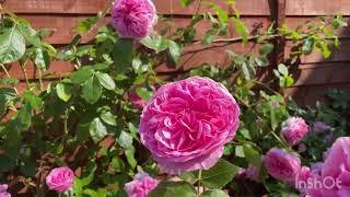 Top 5 Performing David Austin rose in my garden 2023