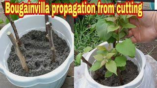 New idea , Bougainvillea propagation using sand