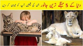 5 Most expensive animals in the world in Urdu/Hindi | Dilchasp Maloomat