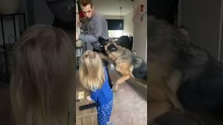 K9 Police dog protects little girl. #k9 #gsd #germanshepherd #protection #funny #fyp #viral #love