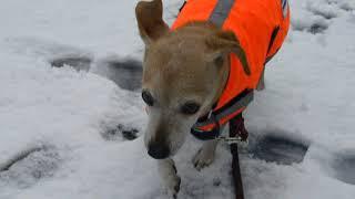 Gracie in the Snow_2