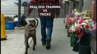 Dog Training vs Tricks - Argument with positive only trainer