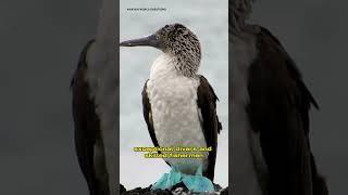 the blue footed booby #ytshorts #maryam #youtubeshorts