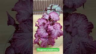 Наши посылочки с бегониями для наших пользователей #begonia #бегонии