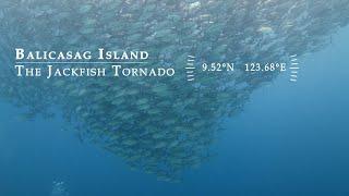 Diving Balicasag Bohol 2020 [4K] - The Iconic Jackfish Tornado