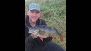 Big perch #gunki #fishing #catchingfish #jigs #shads #perch #predatorfishing