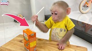 Smart monkey Lily knows how to insert a straw to drink milk