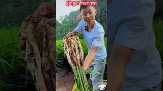 Fresh and delicious ginger harvest, a pull out, easy and labor-saving。鮮嫩好吃的生薑收穫，一拔就出來了，輕鬆省力