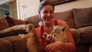 MAKING FORMULA for my BABY LIONS & TIGERS (Simba, Nala, Love and Kindness)