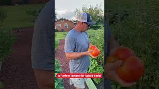 The Perfect Tomato for Raised Beds! 