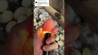 Checking on the broody ducks and the incubator