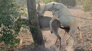 excellent horse and donkey mating first time