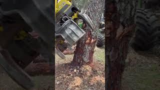 The Harvester’s Struggle:Taking Down a Forest Titán” #forest #lumberjack #johndeere #harvester #wood