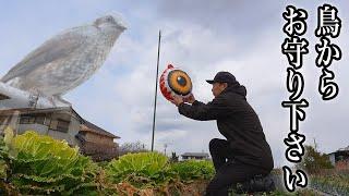 いざ鳥対策！ヒヨドリを迎え撃て