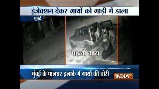 Mumbai: Cow smuggling caught on camera