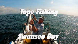 Tope fishing Swansea bay