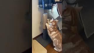 ダイソーで売ってた猫の爪とぎがヤバすぎる！麻縄の爪とぎが好きな猫ちゃんにはおすすめ〜！今すぐdaisoにGO！【100均】