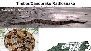 North Carolina's Venomous Snakes