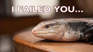 Halmahera Blue Tongue Skink: Learning from Mistakes and Rehoming