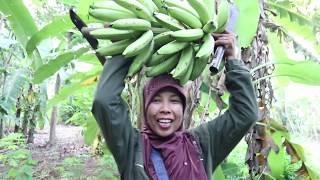 MBOK JAR NEMU BUAH ANEH DI HUTAN DAN TERNYATA DI BUANG SAYANG