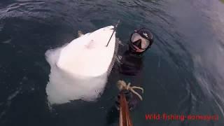 Подводная охота в норвегии ПАЛТУС .Wild Fishing Norway