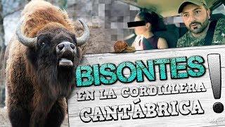 ¡Bisontes en la Cordillera Cantábrica!