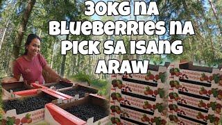 KINAYA ANG ISANG ARAW MANGOHA NG BERRIES |PINAY WITH FOREIGNER