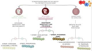 Microbiology- Streptococcus species