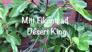 Mitt fikonträd Desert King