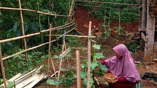 Kegiatan sehari-hari di desa | Kompos, Panen timun, nanam sawi | Daily activities in my village