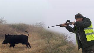 Hunting Serbia - Wild boar hunting | Lov divlje svinje Ivanjica - LU Čemernica | Caccia ai cinghiali