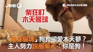 柴犬跟貓咪搶木天蓼玩具　主人努力說服牠：你是狗｜寵物｜摺耳貓