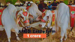 Biggest Bull of Every Breed || Cattle Farming in Pakistan || AFRIDI CATTLE FARM COLLECTION