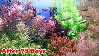 USE LIQUID FERTILIZER - STEP BY STEP AQUASCAPE DUTCHSTYLE