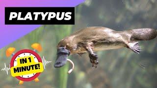 Platypus - In 1 Minute!  A Cute Animal That Can Actually Kill You | 1 Minute Animals