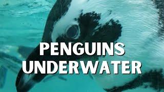 Have You Ever Seen Penguins Fly Underwater?