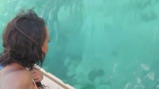 Dolphin rescues phone dropped in sea