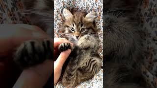 most satisfying funny cat #shorts  #youtubeshorts  #video