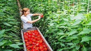 Awesome Greenhouse Bell Pepper Farming - Modern Greenhouse Agriculture Technology