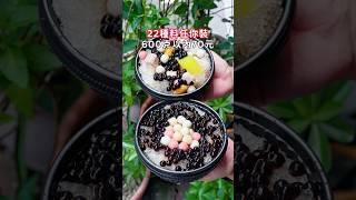 #高雄美食 可以免費續冰的自助粉圓冰！