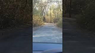 #запоріжжя #україна #15.10.2023 #прогулка #лес #осень #красота #бабьелето #рекомендации #top