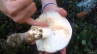 How to find Matsutake (Pine) mushrooms in BC Forests?