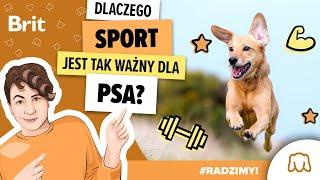 RADZIMY: Jak zacząć przygodę z psimi sportami? - Brit Polska