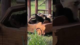 Mom, taking me for a ride #fyp #viral #panda #cute #takearide #pandalover #chongqingzoo