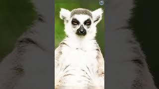 A Drug-Addicted Animal? The Shocking Truth About Lemurs! #Lemur #WeirdAnimals #AnimalFacts #nature