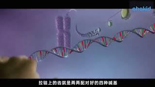 DNA是怎么复制的呢？ #生命科学 #科普 #百科知识 #涨知识 #基因